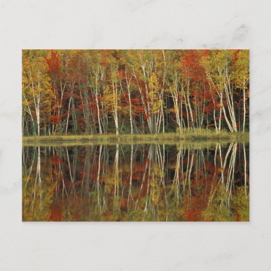秋の葉と樺の木の反射ハイアワタ ポストカード (正面)