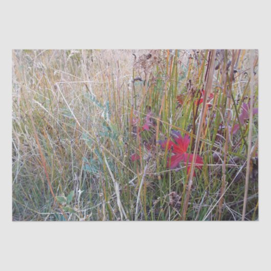 秋の葉のティッシュペーパー 薄葉紙 (正面)