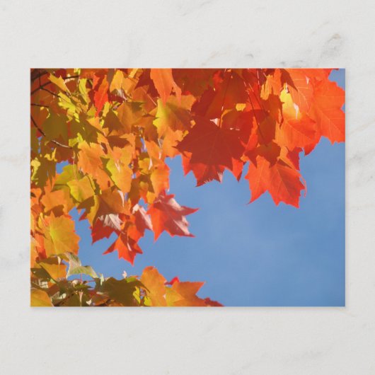 秋の葉のポストカード 青空 紅葉 木々 ポストカード (正面)