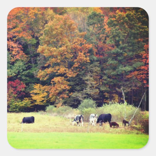 秋の葉の牛フィールド自然 スクエアシール (正面)