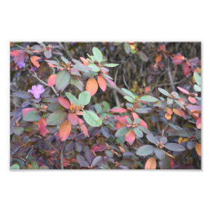 秋の葉の紅葉自然ツリー写真 フォトプリント