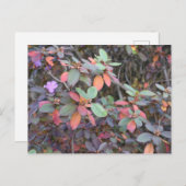 秋の葉の紅葉自然ツリー写真 ポストカード (正面/裏面)