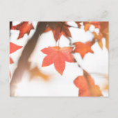 秋の葉の自然写真 ポストカード (正面)