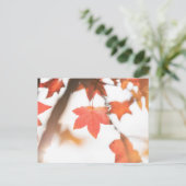 秋の葉の自然写真 ポストカード (スタンド正面)