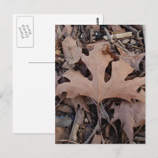 秋の葉書 ポストカード (正面/裏面)