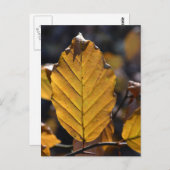 秋の葉書 ポストカード (正面/裏面)