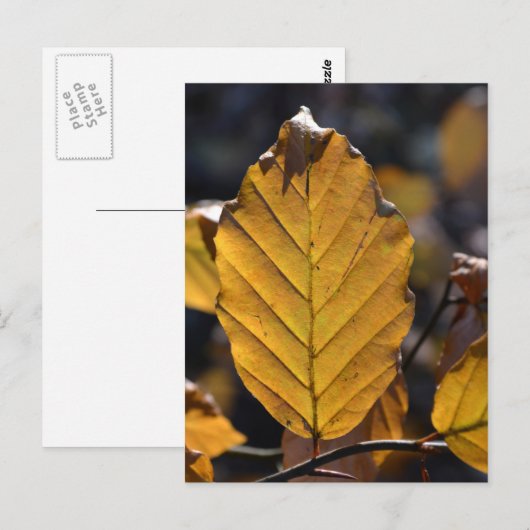 秋の葉書 ポストカード (正面/裏面)