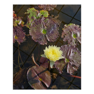 秋の蓮の花 ポスター