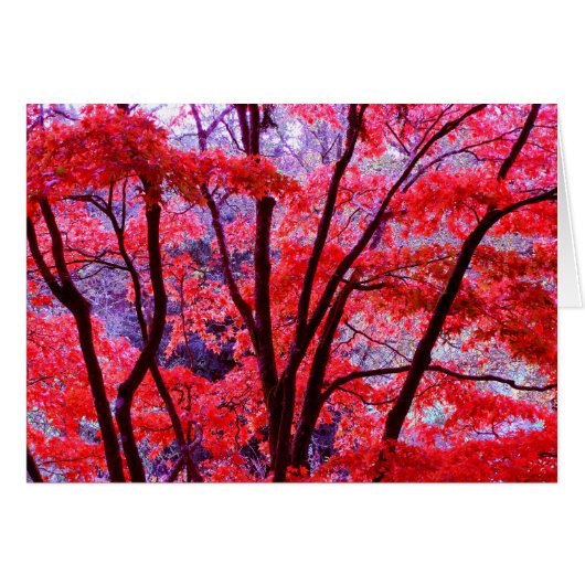 秋の赤札 (正面横)