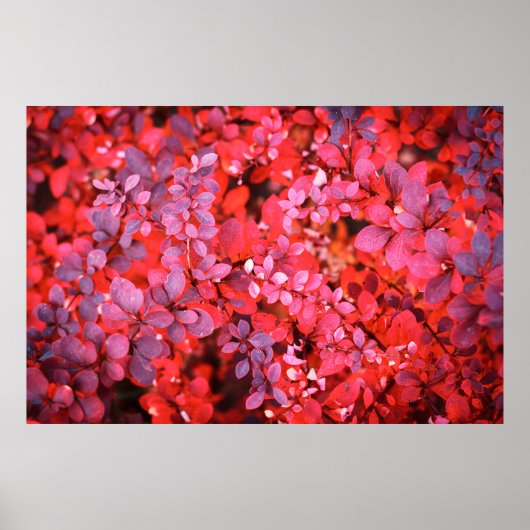 秋の赤紫の鮮やかブッシュの葉の背景 ポスター (正面)