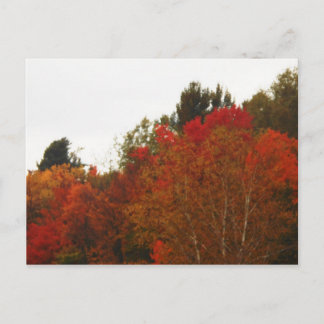 秋の野原とアディロンダックスの木々の風景 ポストカード