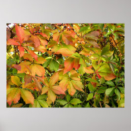 秋の野生のグレープ葉ネ ポスター