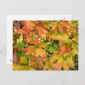 秋の野生のブドウ葉の ポストカード (正面/裏面)
