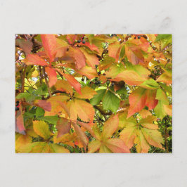 秋の野生のブドウ葉の ポストカード