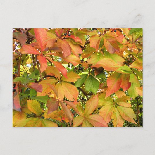 秋の野生のブドウ葉の ポストカード (正面)