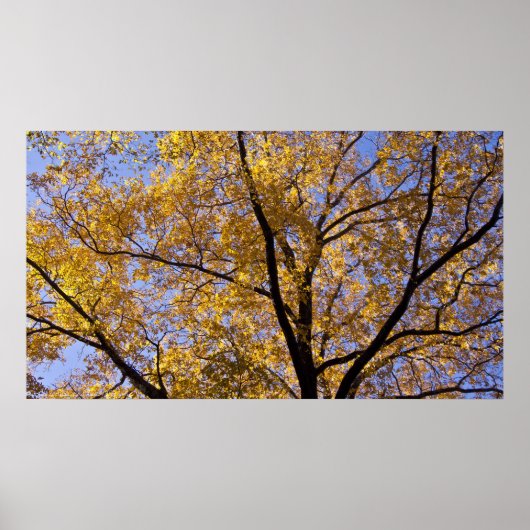 秋の金ゴールドゴールデン葉ズツリーポスター ポスター (正面)
