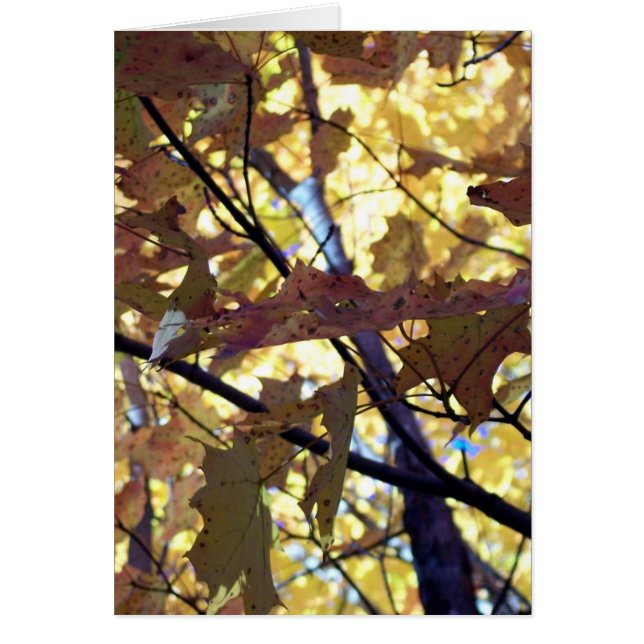 秋の金ゴールド (正面)