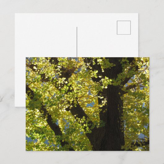 秋の銀杏 ポストカード (正面/裏面)