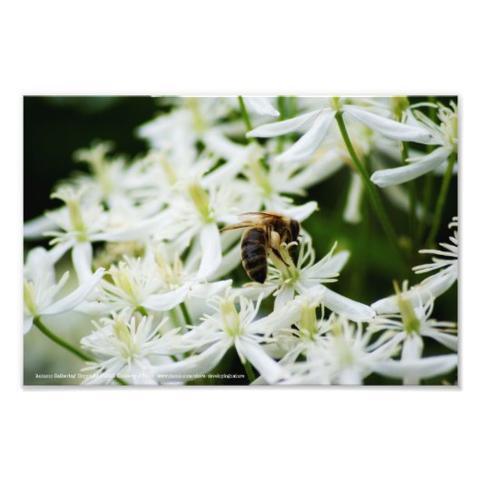 秋の集会 フォトプリント            (正面)