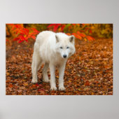 秋の霊狼 ポスター (正面)