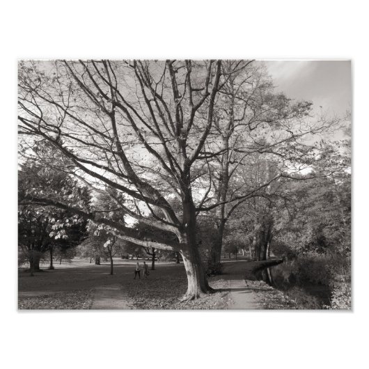 秋の風景、ビュートパークカーディフ フォトプリント            (正面)