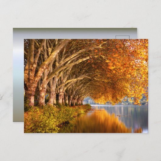 秋の飛行機の木々が湖を越えて ポストカード (正面/裏面)