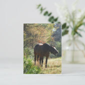 秋の馬 ポストカード (スタンド正面)