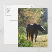 秋の馬 ポストカード (正面/裏面)