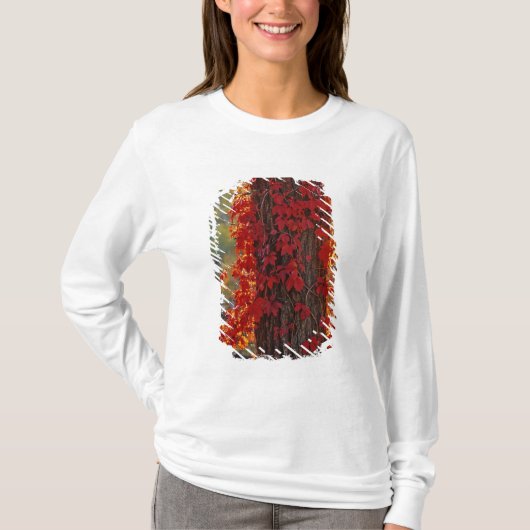 秋の鮮やかな赤色のツタが Tシャツ (正面)