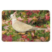 秋の鳩 マグネット (横)