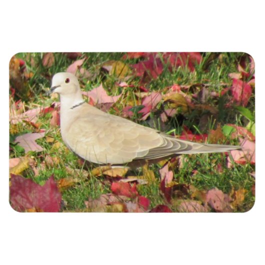 秋の鳩 マグネット (横)