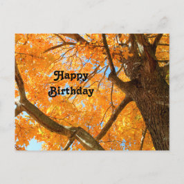 秋の黄色いイロハカエデの木の写真 誕生日 ポストカード