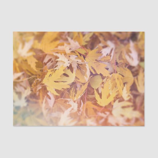 秋の黄色いイロハカエデの葉 薄葉紙 (正面)