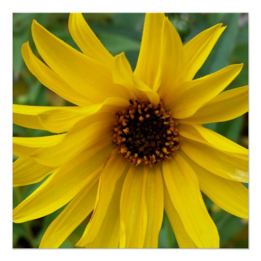 秋の黄色い花 ポスター (正面)