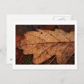 秋の黄色い葉書 ポストカード (正面/裏面)