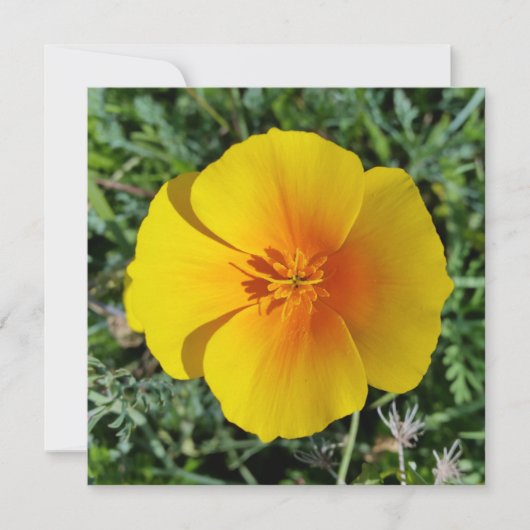 秋の黄色 (正面)