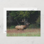 秋の8ポイントブルエルク ポストカード (正面/裏面)