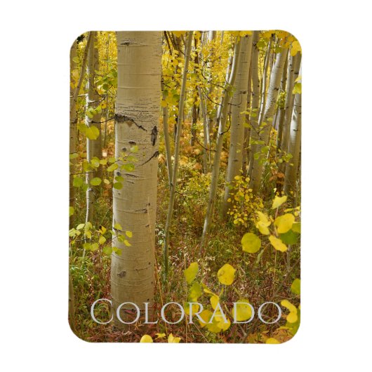 秋の《植物》アスペンズオンインディペンデンスパスコロラド マグネット (縦)