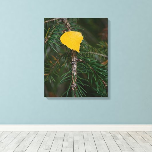 秋の《植物》アスペン葉の上の常緑コントラスト写真 キャンバスプリント (インサイチュ (ウッドフロア))