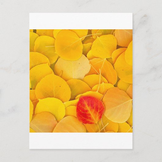 秋の《植物》アスペン葉スイースタン・シエラカリフォルニア ポストカード (正面)