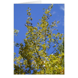 秋の《植物》アスペン離れIIカード