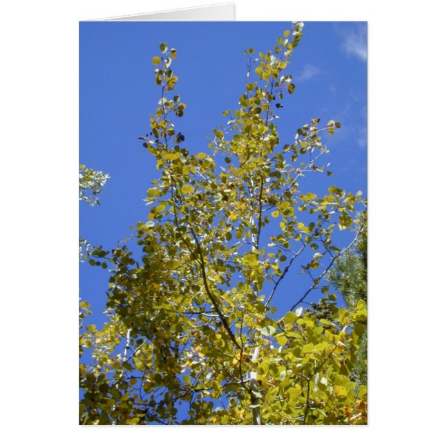 秋の《植物》アスペン離れIIカード (正面)