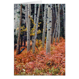 秋の《植物》アスペン