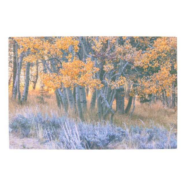 秋の《植物》アスペン メタルプリント (正面)