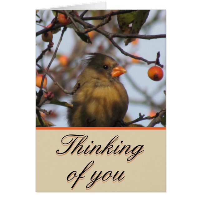 秋の（鳥）ショウジョウコウカンチョウ (正面)