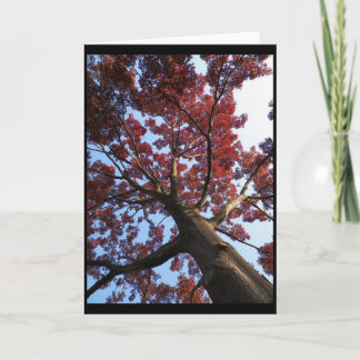 秋の~ 18 カード