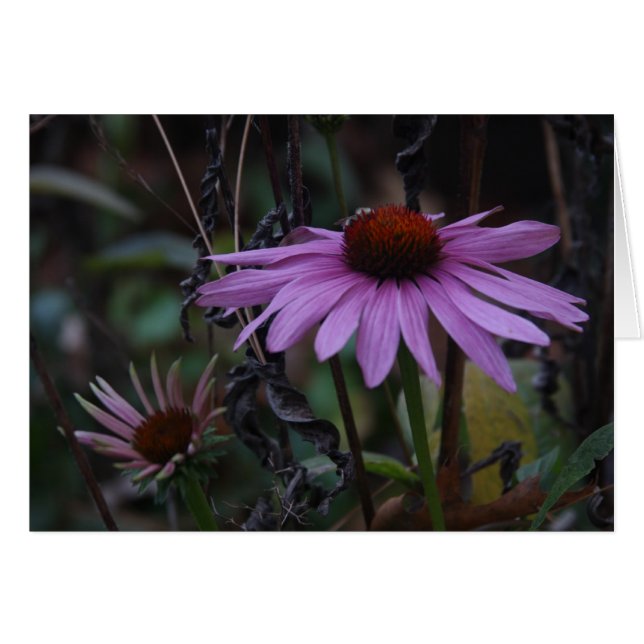 秋のCONEFLOWERS (正面横)