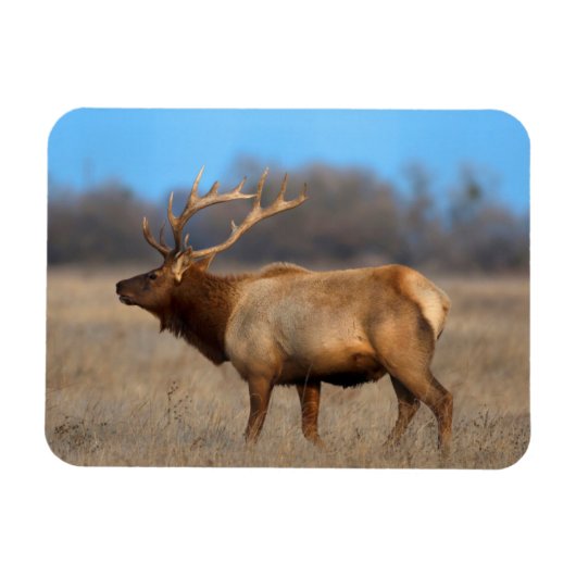 秋のElkプロフィール マグネット (横)