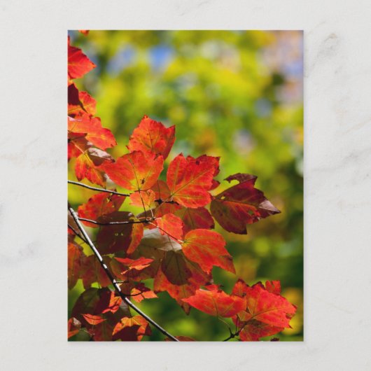 秋はがき ポストカード (正面)