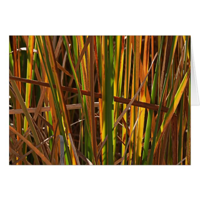 秋は第1を葦でふきます (正面横)